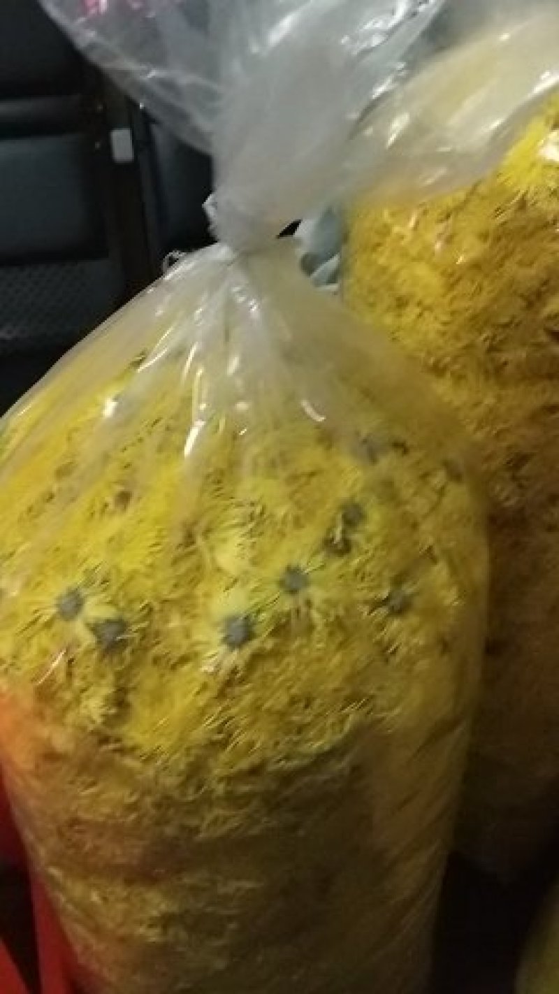 【金丝皇菊】2025黄山菊花茶货源稳定产地一手直发