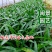 蜘蛛兰高30福建漳州闽景园艺场