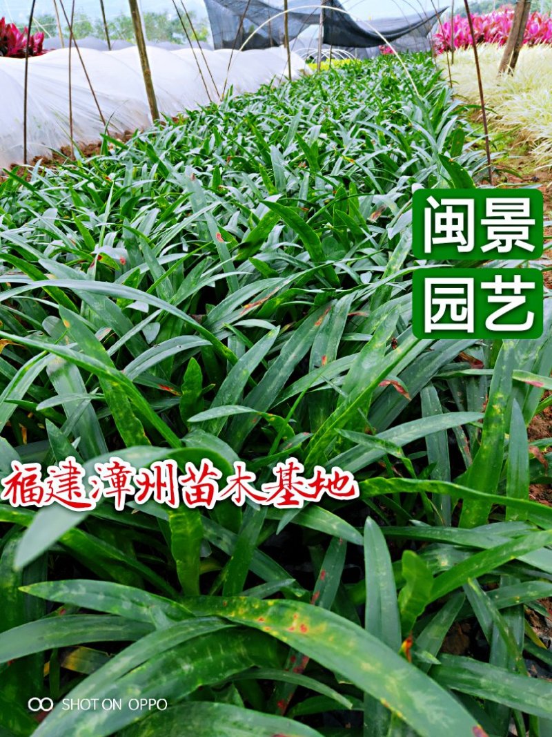 蜘蛛兰高30福建漳州闽景园艺场