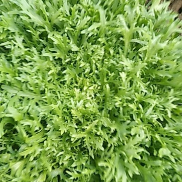 苦菊15到20厘米