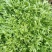 苦菊15到20厘米
