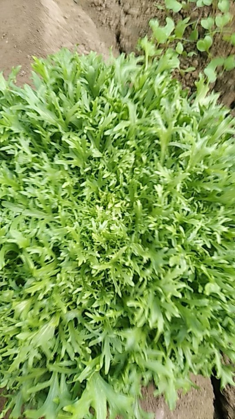 苦菊15到20厘米