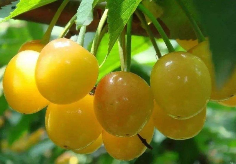 樱桃苗嫁接黄蜜大樱桃苗南方种植北方种植盆栽