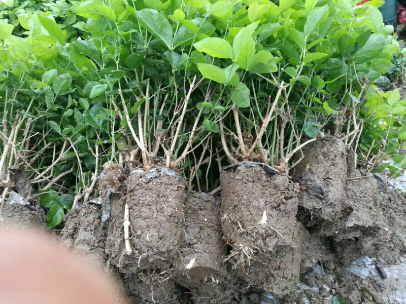茉莉窝苗春季半成品苗广西横县茉莉基地直批质优价美