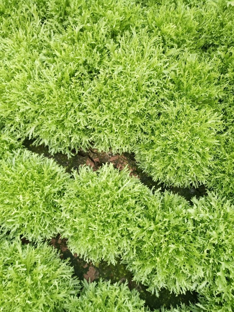 苦菊