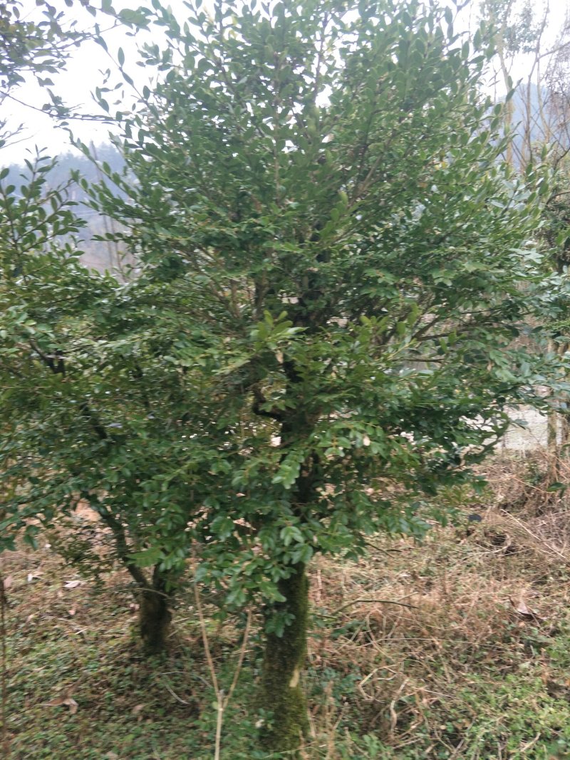 野生移黄杨木树ˉ风景树ˉ盆景ˉ价格从优，基地直供欢迎选购