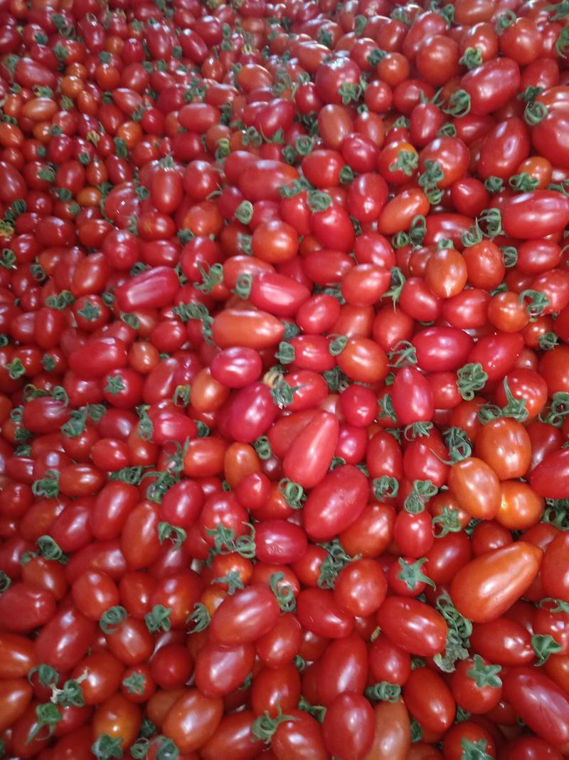 元谋圣女果小番茄红果10克以上颜色好甜度在10度左右