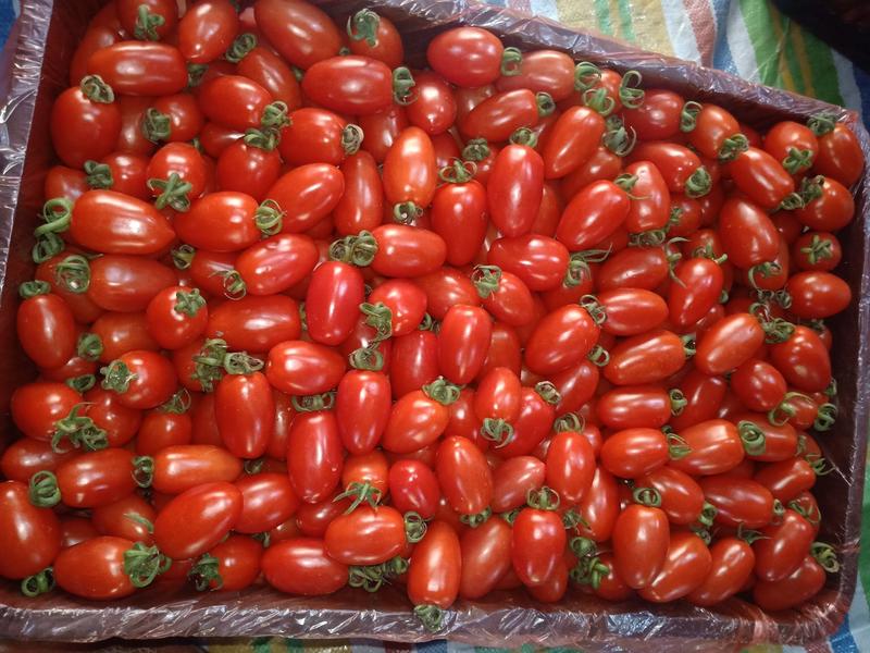 元谋圣女果小番茄红果10克以上颜色好甜度在10度左右