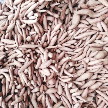 龙薯九小个三两往下