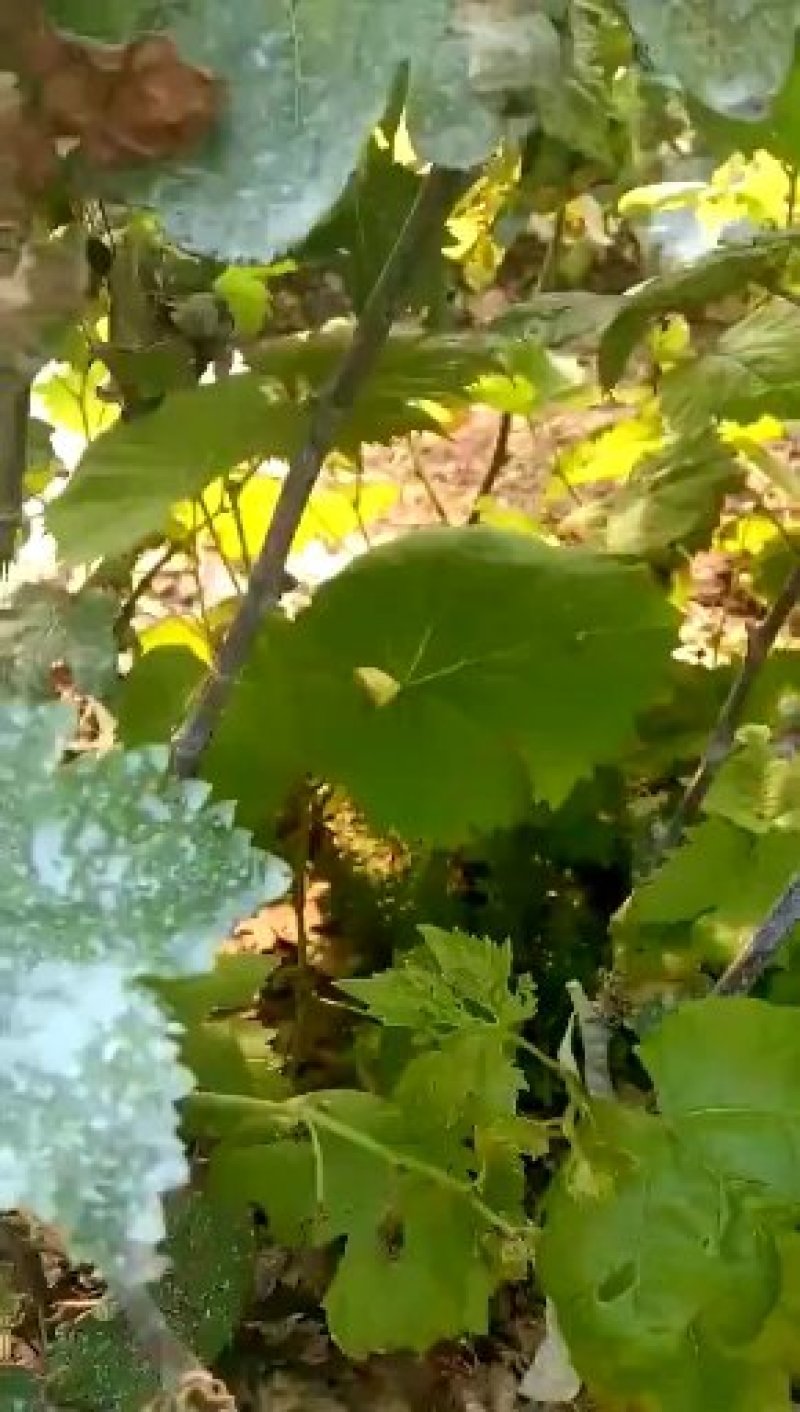 户太8号葡萄苗5年苗当年挂果