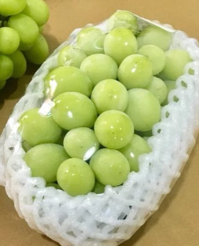 户太8号葡萄苗5年苗当年挂果