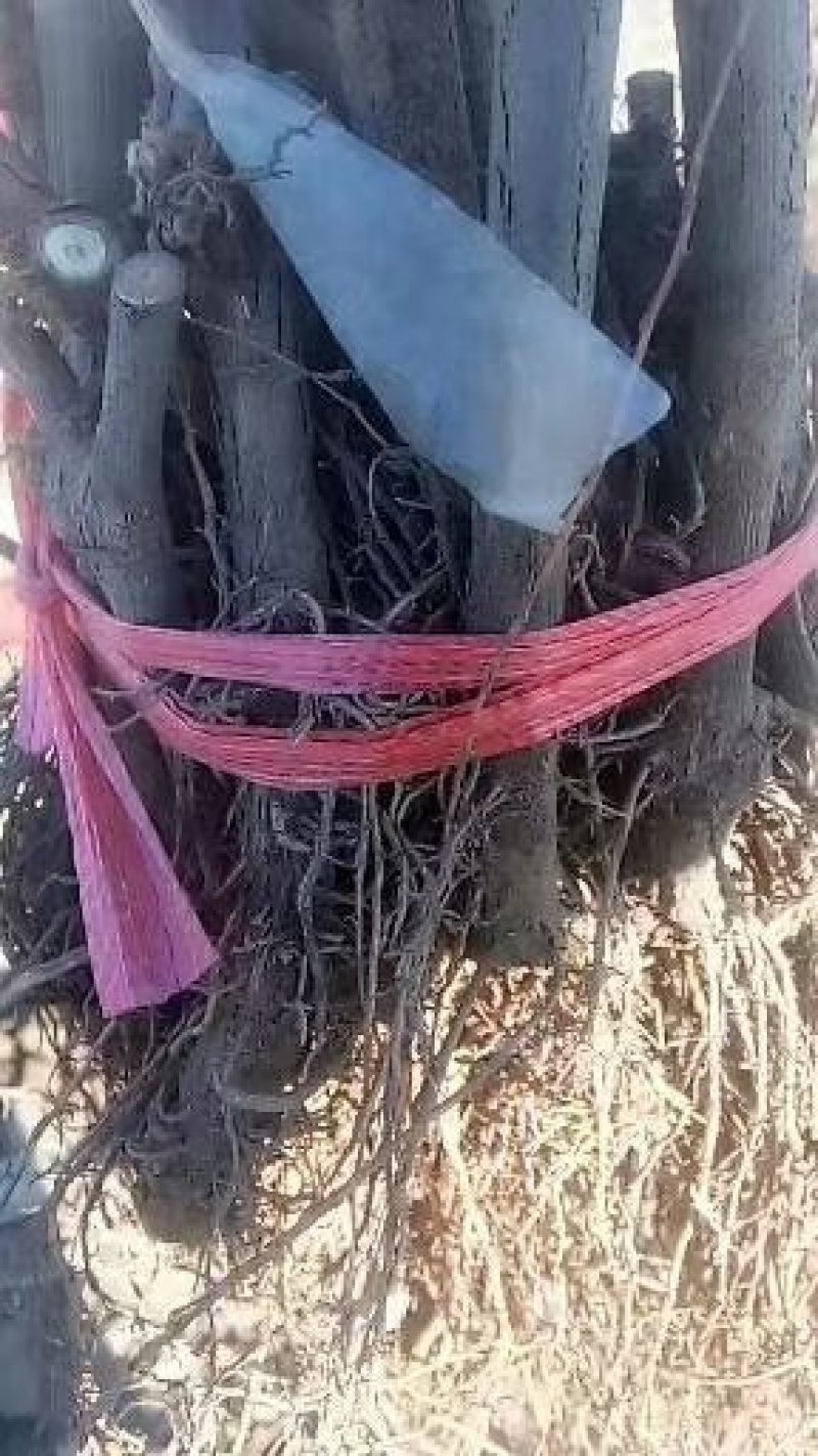 户太8号葡萄苗5年苗当年挂果
