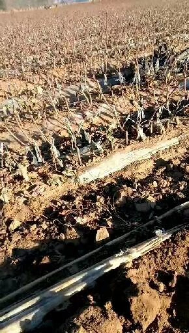 户太8号葡萄苗5年苗当年挂果