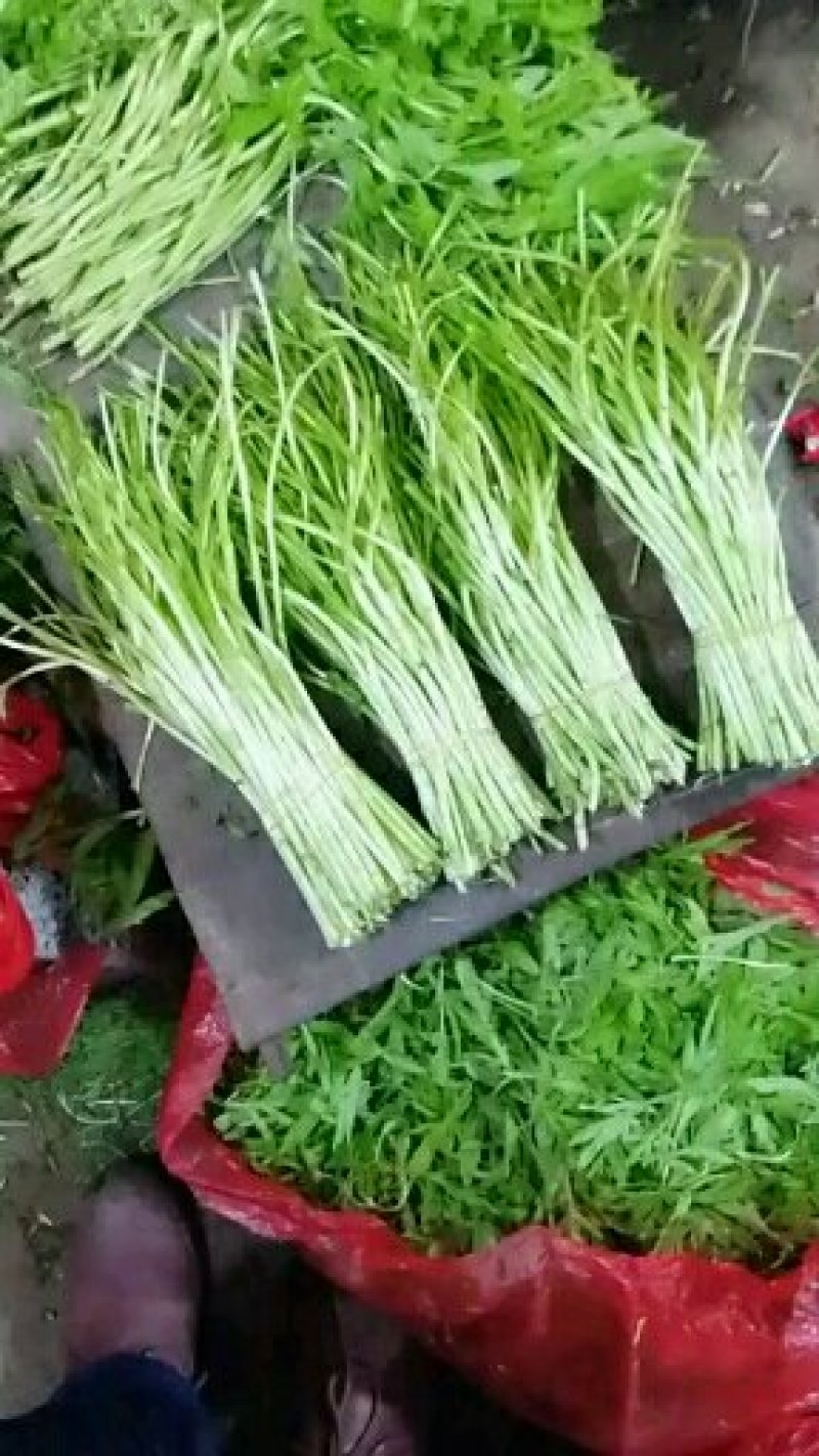 精品毛芦蒿，净蒿