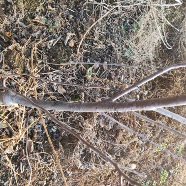 矮砧苹果苗