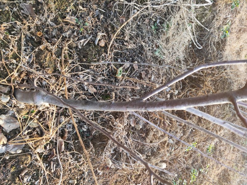 矮砧苹果苗