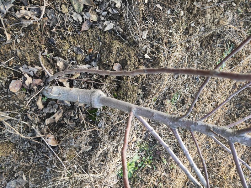 矮砧苹果苗