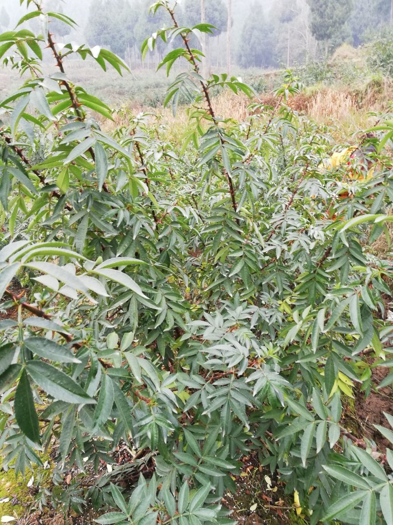 云南九叶青干，鲜，真空包装量大从优，品质保证，价优物美