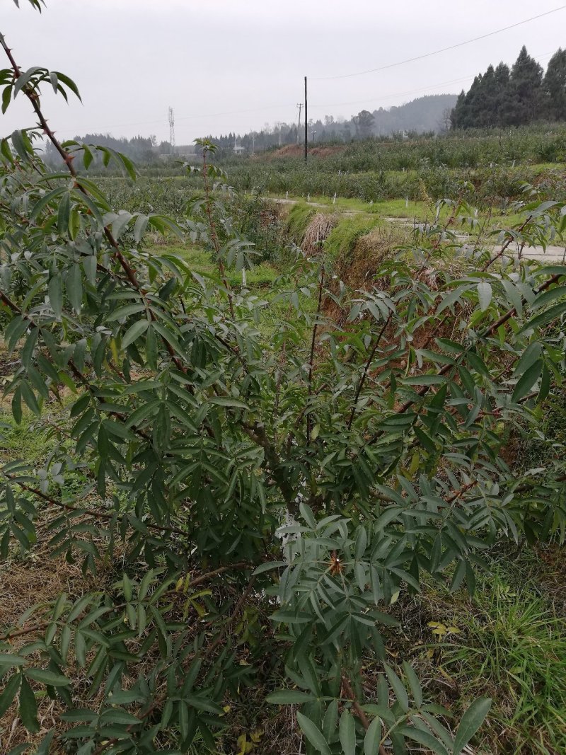 云南九叶青干，鲜，真空包装量大从优，品质保证，价优物美