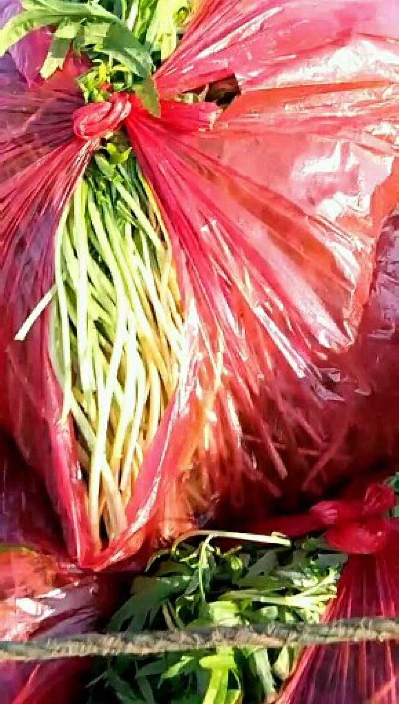 芦篙精品毛芦蒿净蒿