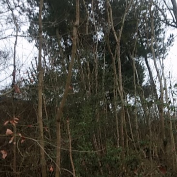 荒山野珍