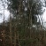 荒山野珍