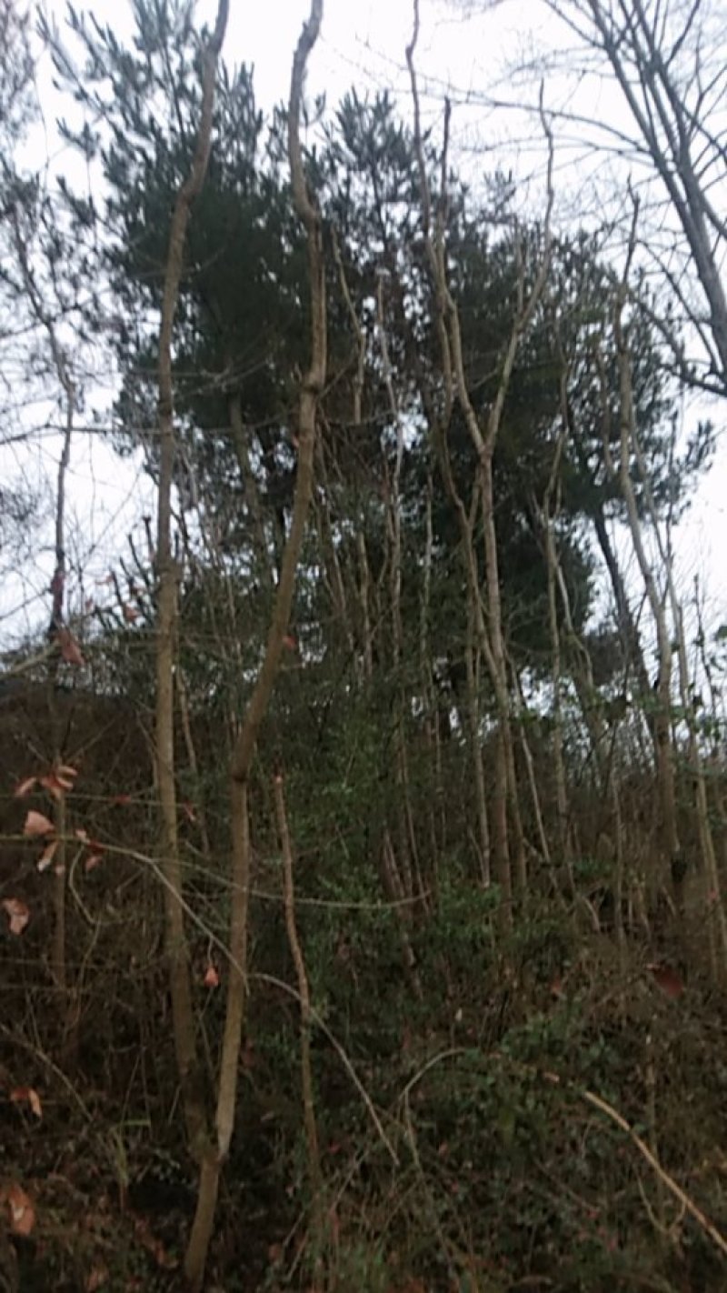 荒山野珍