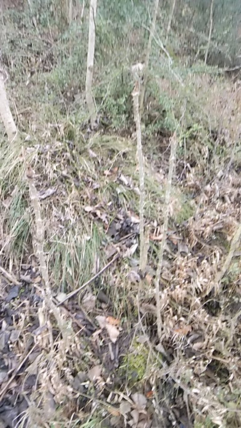 荒山野珍