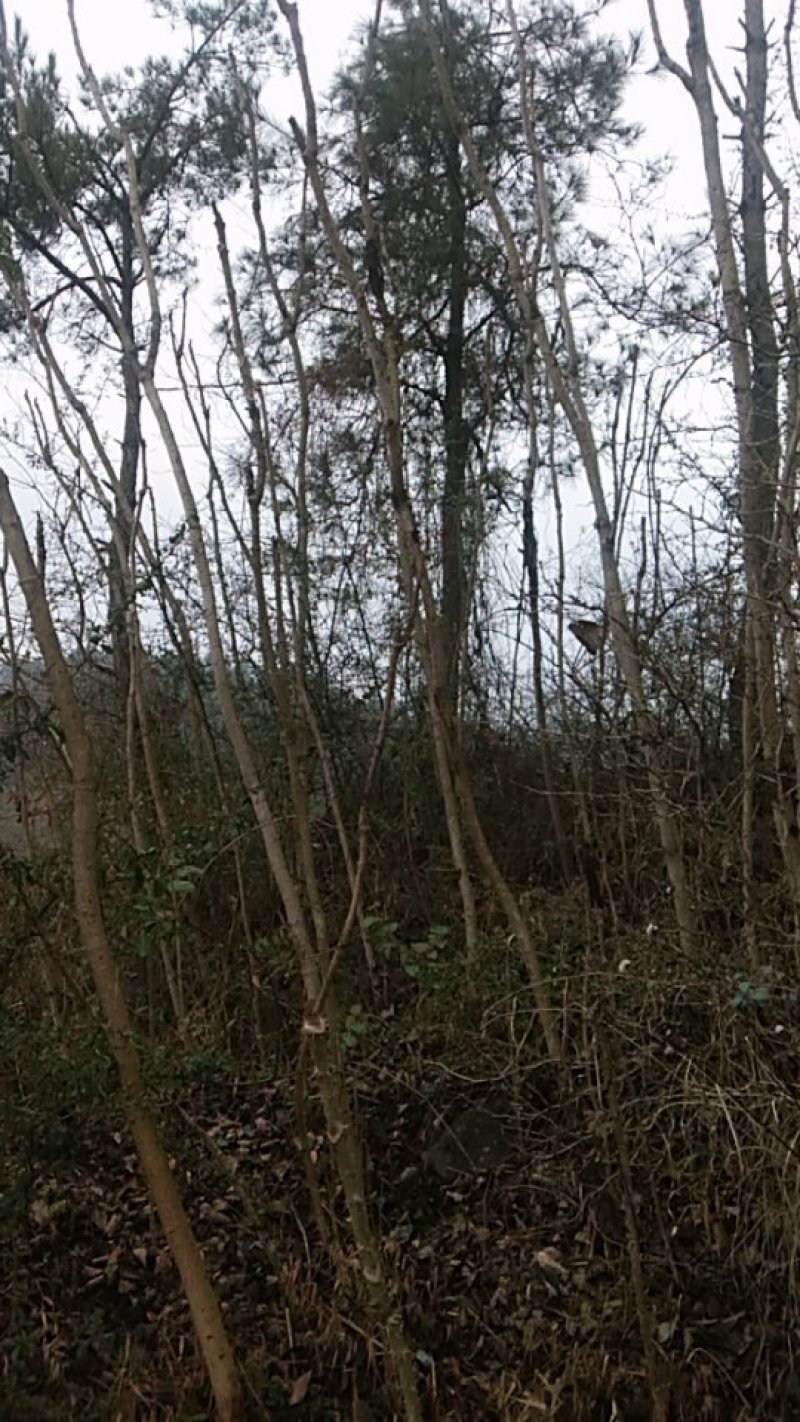 荒山野珍