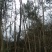 荒山野珍