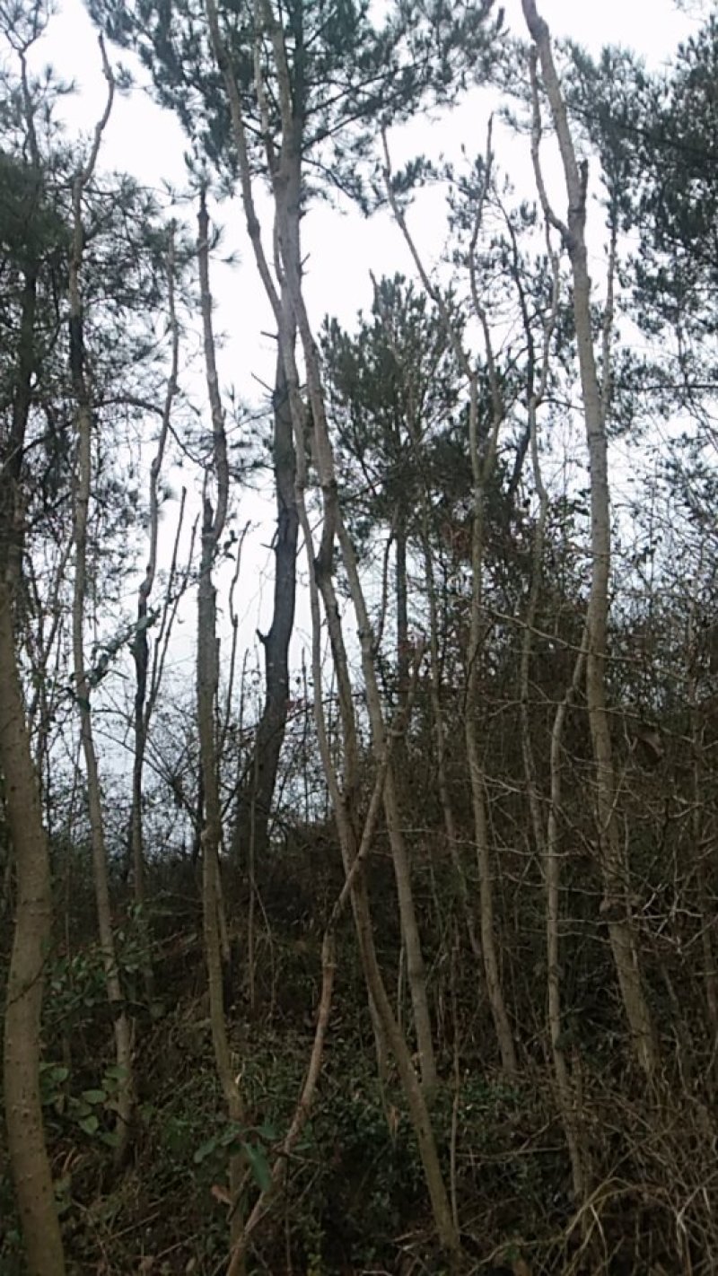 荒山野珍