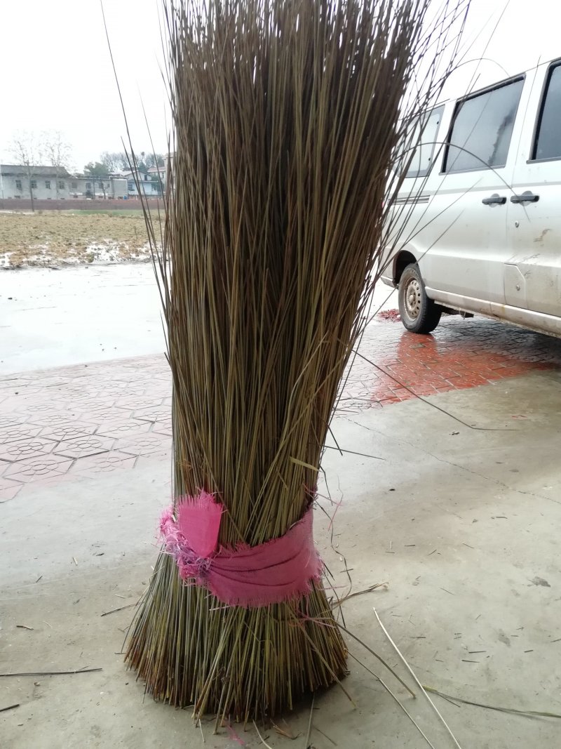 全国最大万亩灯心草基地.