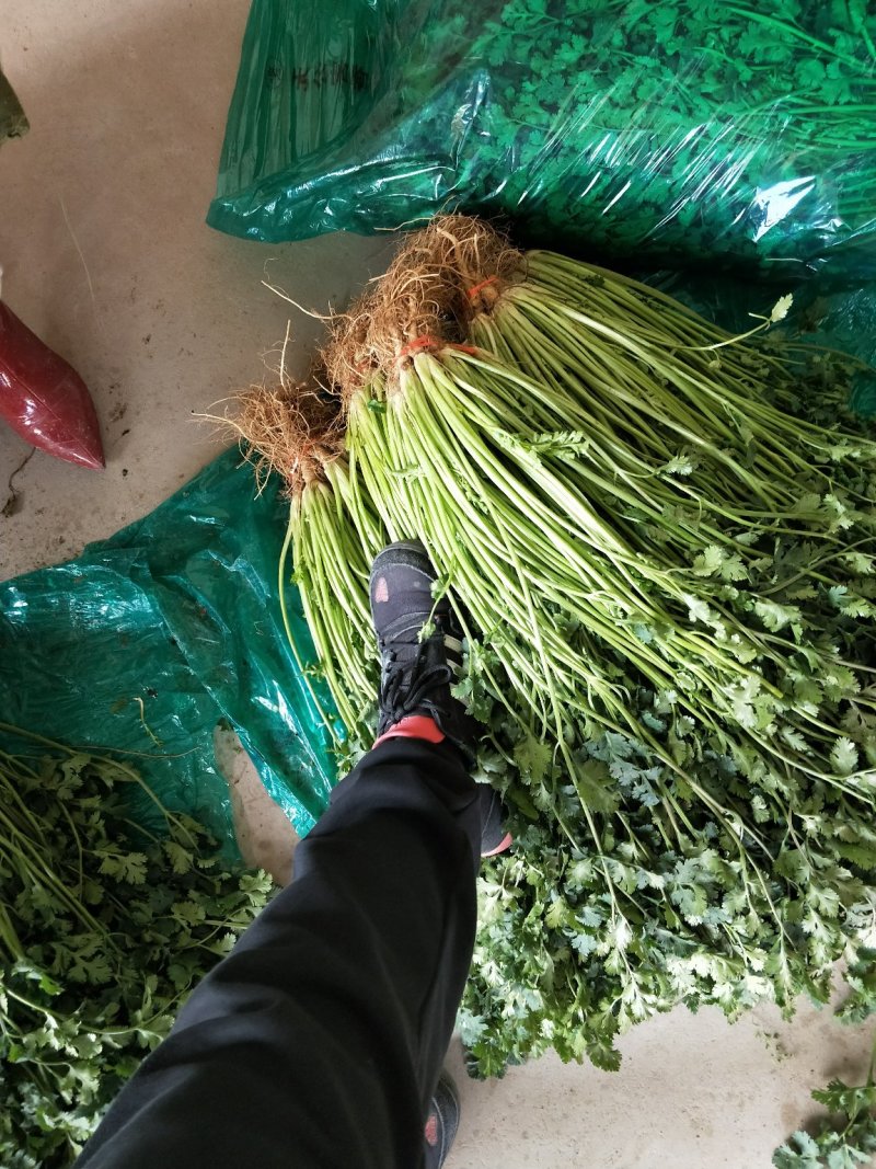 精品香菜65公分