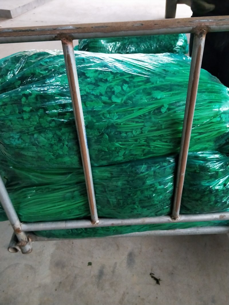 香菜60公分