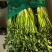 香菜60公分