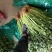 香菜60公分