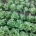 大叶生菜2-3两大量出售货源充足欢迎批发