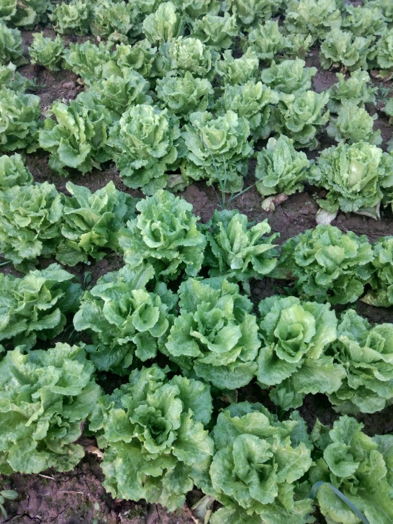 大叶生菜2-3两大量出售货源充足欢迎批发