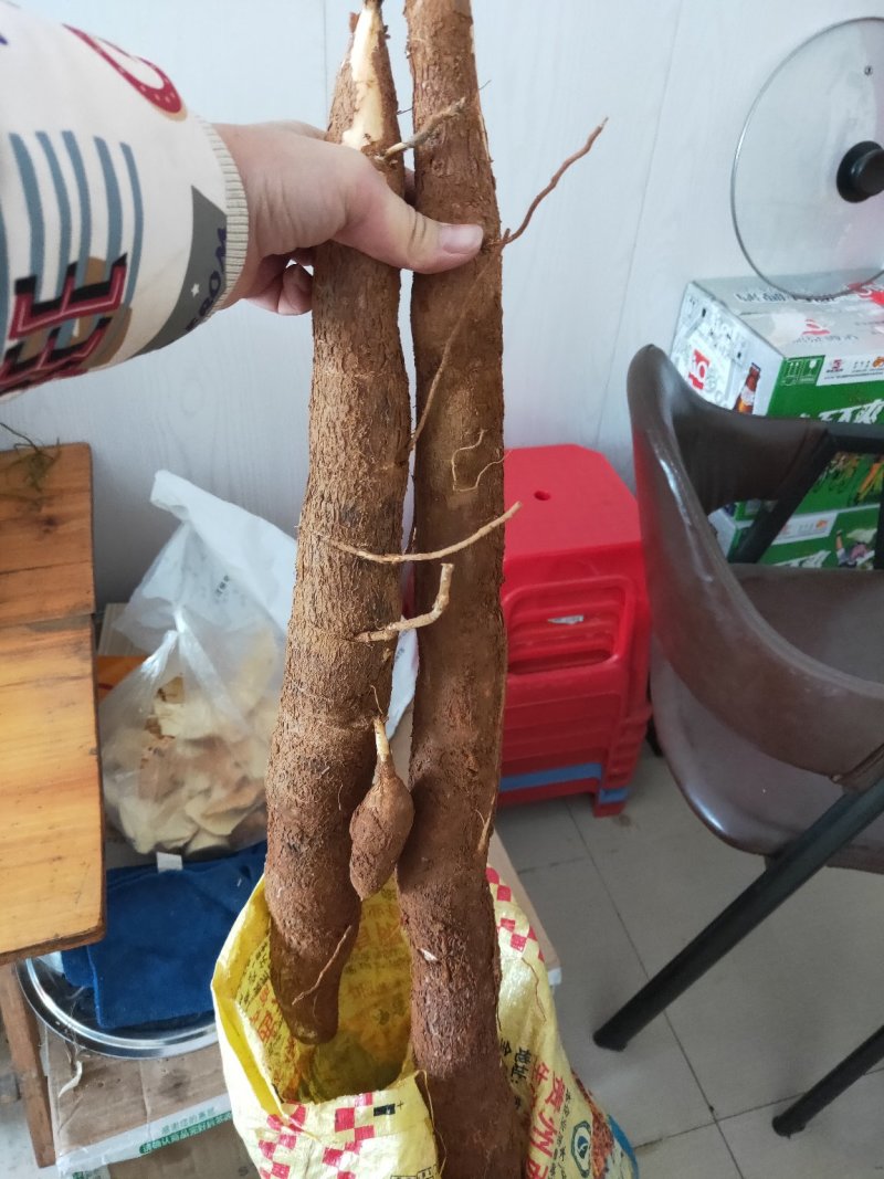 木薯