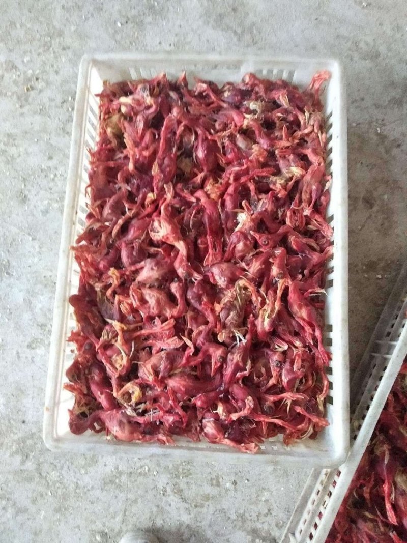 蛇饲料脱毛小鸭