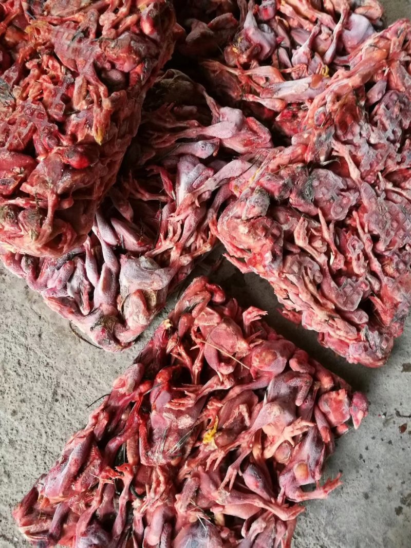 蛇饲料大鸡仔