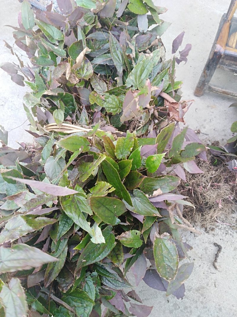 淫羊藿根产发货