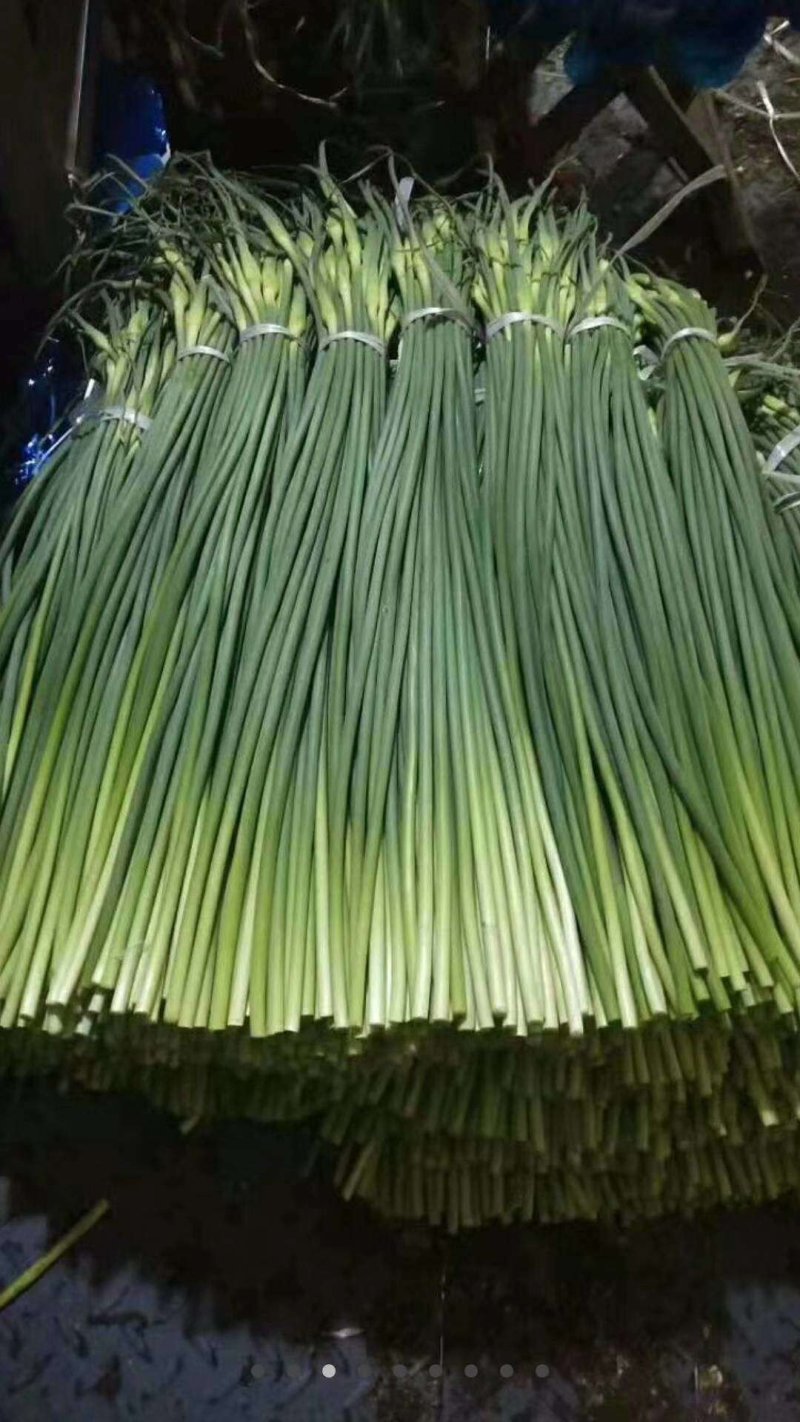 山东金乡蒜苔精品蒜薹产地直发冷库存储量大从优代发全国