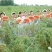 有需要枸杞黑枸杞蜂蜜的联系我哦了2斤包邮