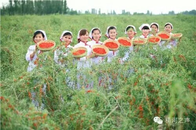 有需要枸杞黑枸杞蜂蜜的联系我哦了2斤包邮