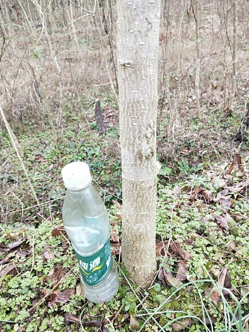 银杏树5-6公分，处理了