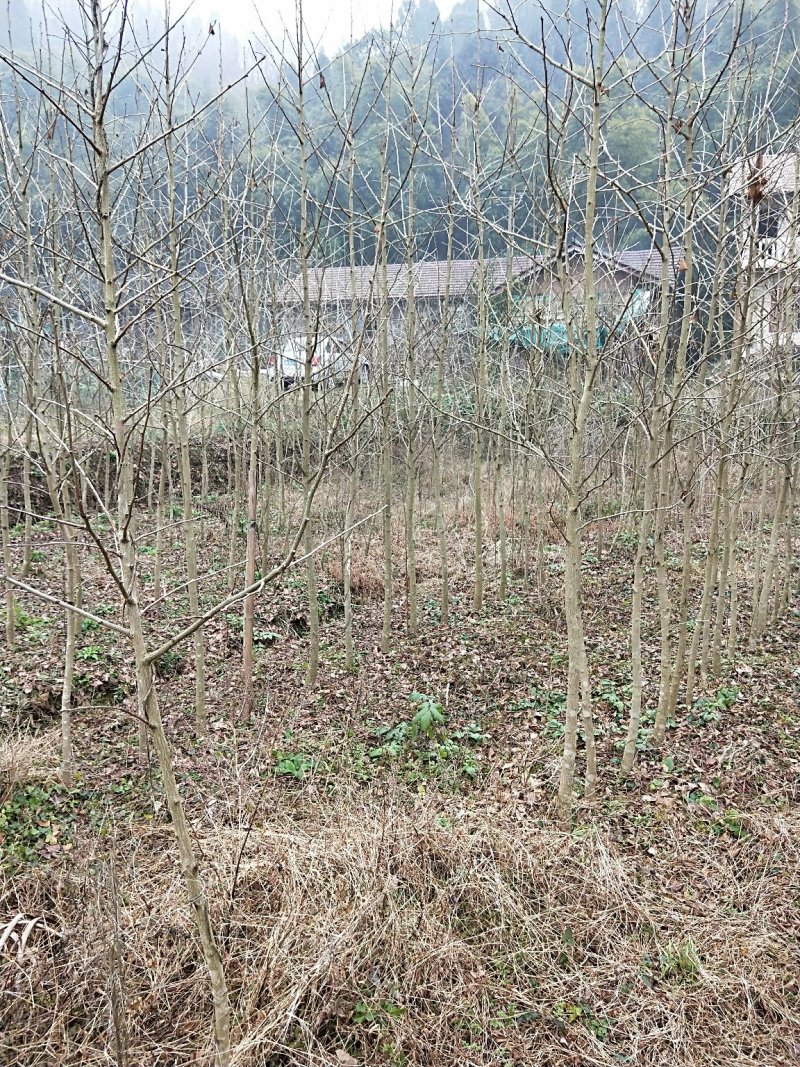银杏树5-6公分，处理了
