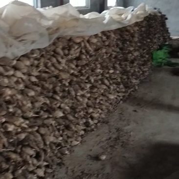 郑州中牟百亩莲菜基地