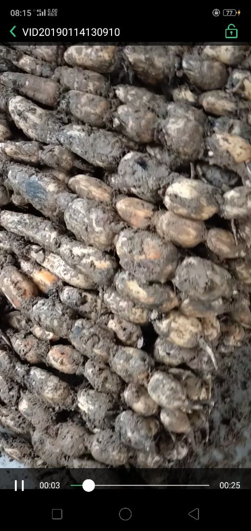 郑州中牟百亩莲菜基地