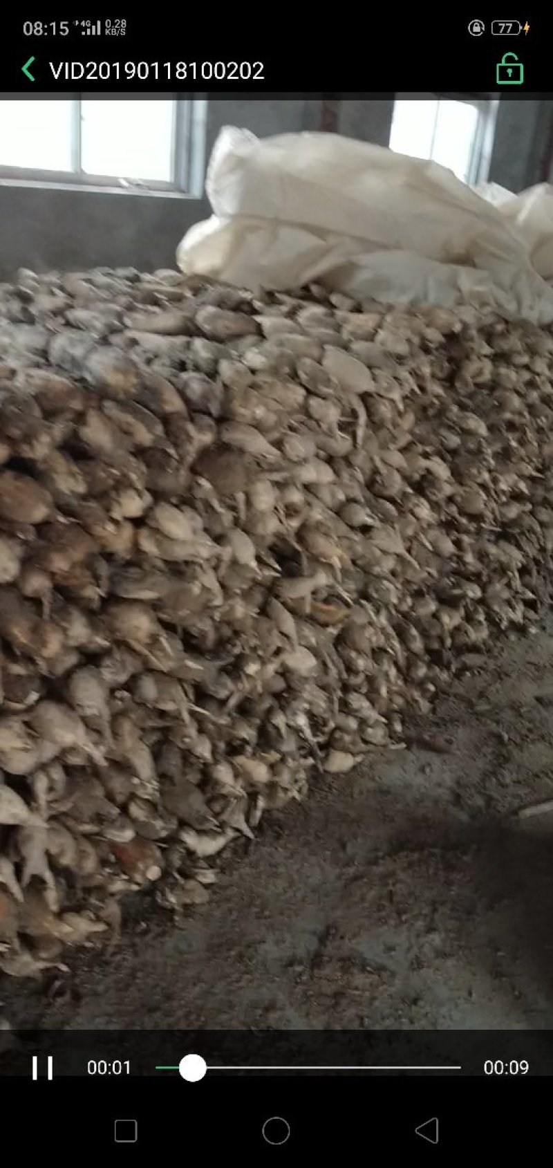 郑州中牟百亩莲菜基地